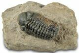 Reedops Trilobite - Atchana, Morocco #312337-3